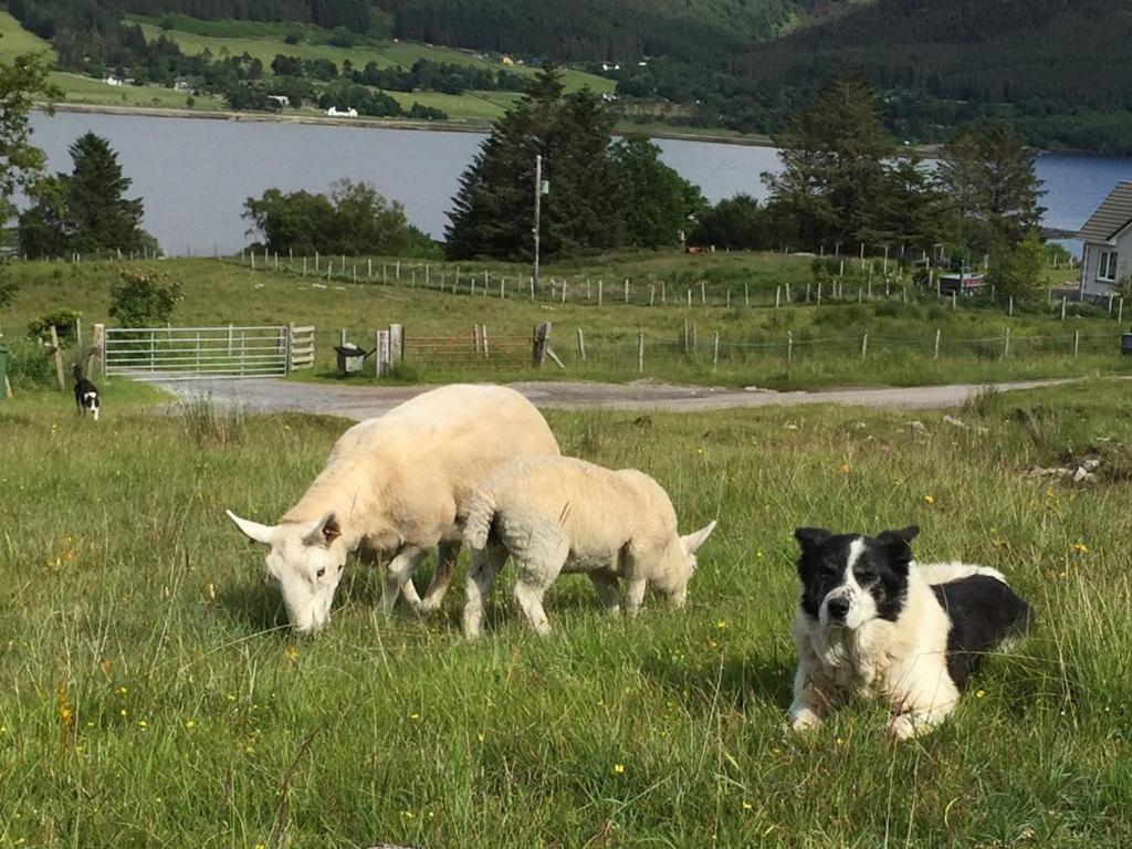 Torran B & B Ullapool Kültér fotó